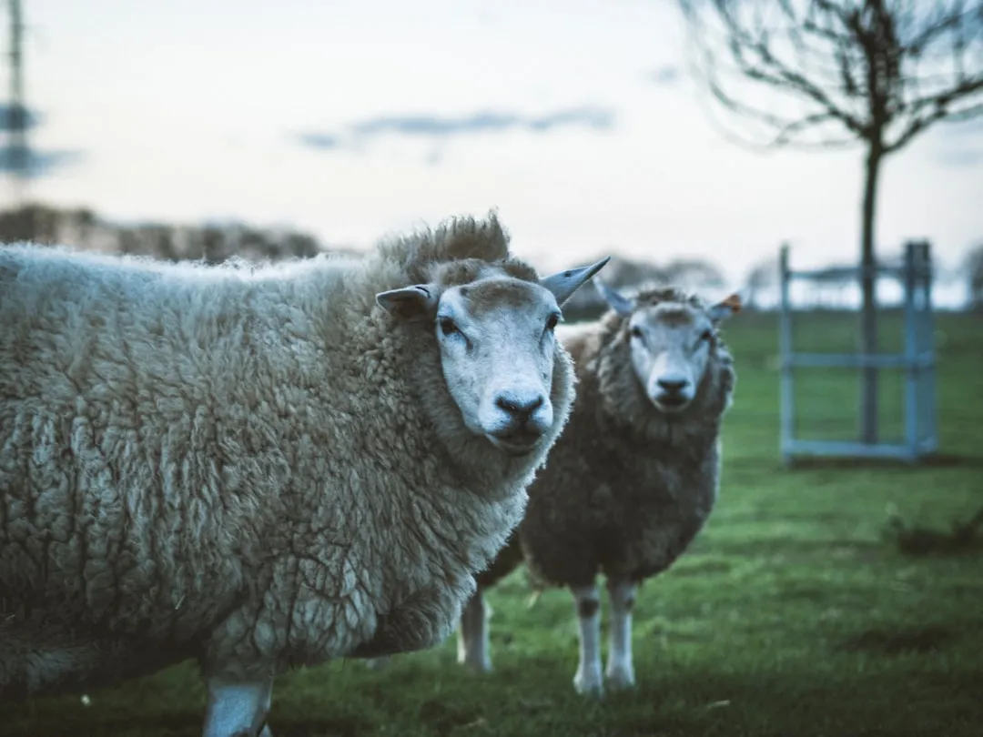 通辽阿尔法饲料牛羊育肥期预混料配方特点与使用效果解析正文配图 2